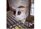 Bush Baby Female