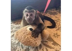 Charlie Capuchin Monkey For Sale