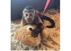 Charlie Capuchin Monkey For Sale