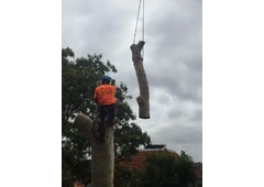 Tree Lopping Pymble - Sam's Tree Services North Shore