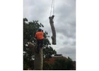 Tree Lopping Pymble - Sam's Tree Services North Shore