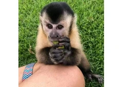 Spanky Capuchin Monkey For Sale