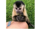 Spanky Capuchin Monkey For Sale