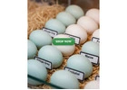 Buy Fertile Parrot and Ostrich Eggs.