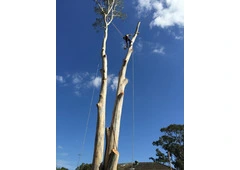 Tree Felling Pennant Hills - Arborists NSW