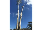 Tree Felling Pennant Hills - Arborists NSW