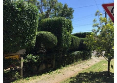 Tree Services Linley Point - North Shore Tree Loppers