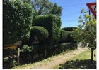 Tree Services Linley Point - North Shore Tree Loppers