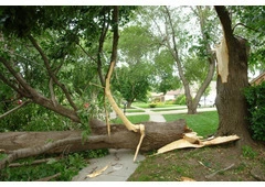 Tree Services Balmain - Sydney Tree Felling