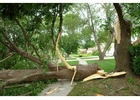 Tree Services Balmain - Sydney Tree Felling