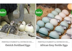 Purchase Fertilized Parrot & Ostrich Eggs.