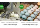 Purchase Fertilized Parrot & Ostrich Eggs.