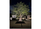 LED landscape lighting Coral Gables