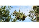 Safe Tree Felling Services Sydney - Ben's Tree And Garden Services