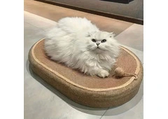 Cat Scratchers That Add Fun to Your Cat’s Daily Routine