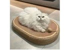 Cat Scratchers That Add Fun to Your Cat’s Daily Routine