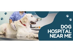 Dog Hospital Near Me  | CGS Hospital