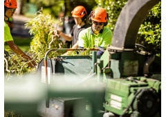 Tree felling Adelaide hills
