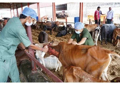 Cow Donation: Support Gokuldham Mahatirth & Gau Seva