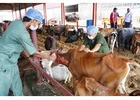 Gaushala in Haryana Supporting Cow Rescue & Care