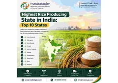 Highest Rice Producing State in India: Top 10 States