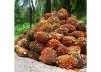 Organic  Palm  Oil 