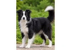 Excellent Border Collie