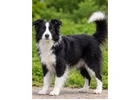 Excellent Border Collie