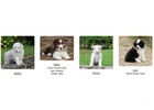 Meet Our Beautiful Border Collie Puppies