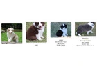 Meet Our Nice Border Collie Puppies