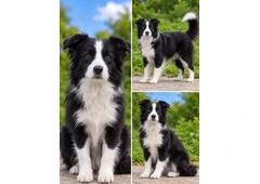 Best & Perfect Border Collie