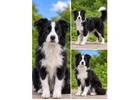 Best & Perfect Border Collie