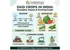 Zaid Crops in India: Examples, Season & Farming Guide | Tradologie