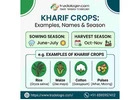 Kharif Crops List: Examples, Names & Season | Tradologie