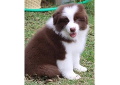 Beautiful & Healthy Border Collie