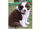Beautiful & Healthy Border Collie