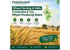 Wheat Farming in India: Production & Top Wheat-Producing States | Tradologie