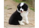 Border Collie Puppies For Sale