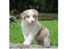 Producing Quality Border Collie Puppies