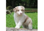 Producing Quality Border Collie Puppies