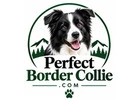 Welcome to Border Collie Kittens USA